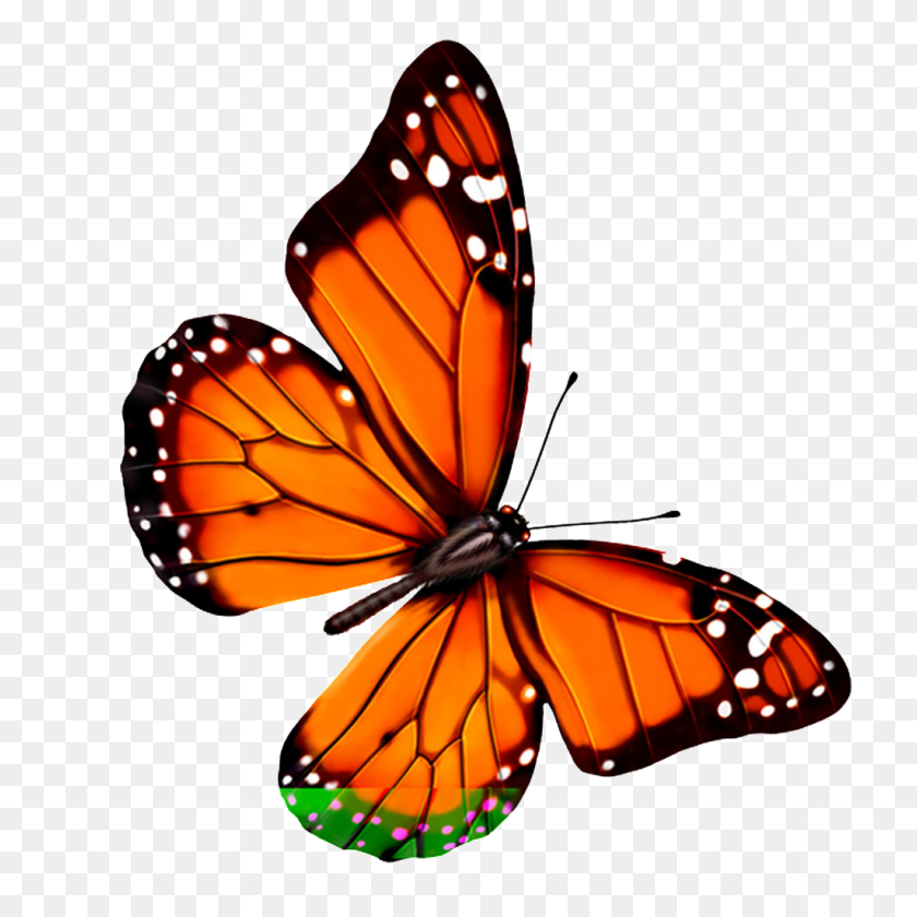 1024x1024 Hd Красивая Разноцветная Бабочка Png Скачать Бесплатно Png Вектор - Настоящая Бабочка Png
