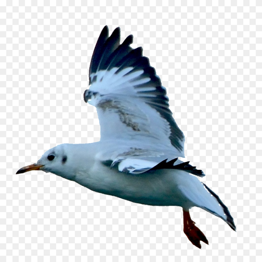 1024x1024 Hd Beautiful Seagull Static Png Free Png Download Png Vector - Seagull PNG