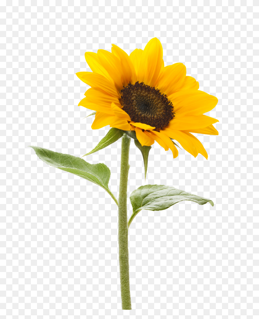 Sunflowers Clip Art Free Vector - Sunflower Clipart ...