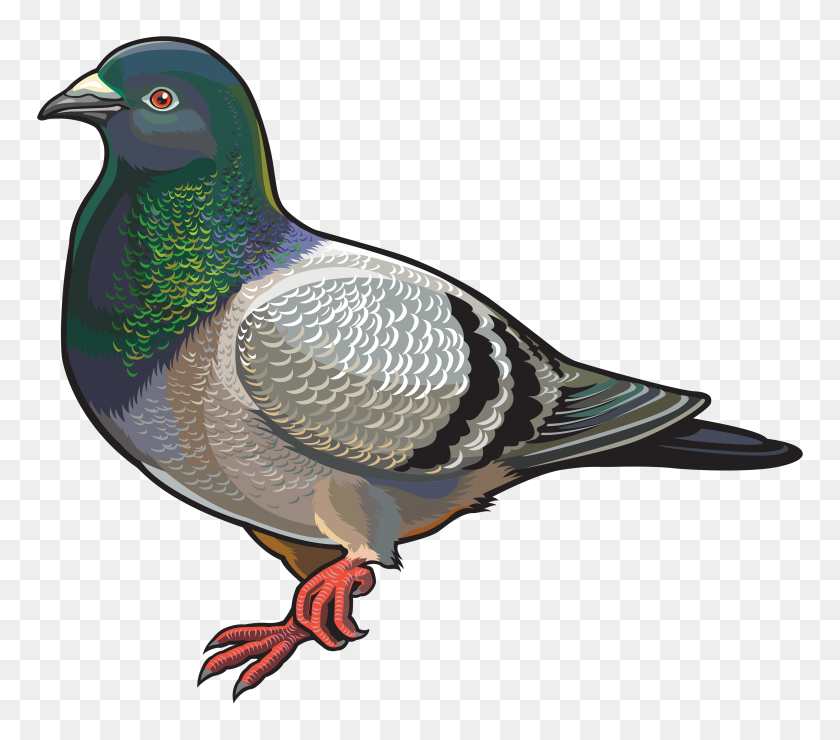 4000x3489 Head Clipart Pigeon - Pigeon Clipart Black And White