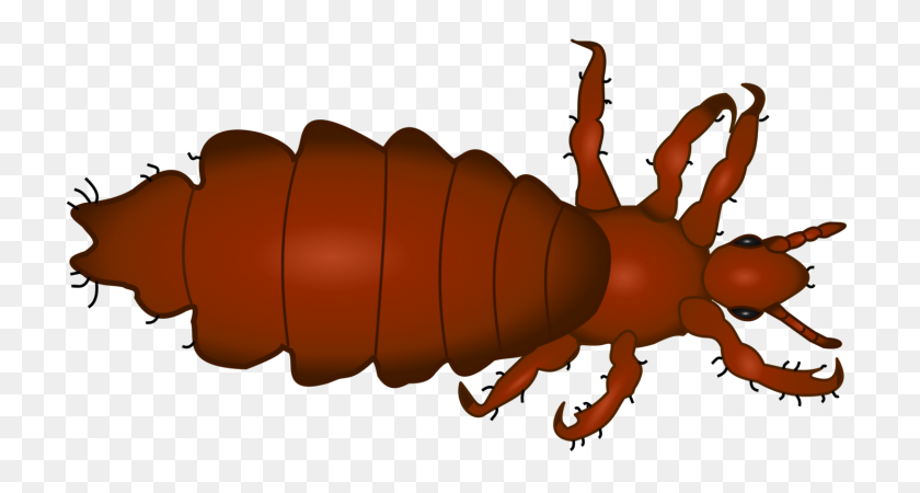 1500x750 Head Louse Insect Head Lice Infestation Therapy - Locust Clipart
