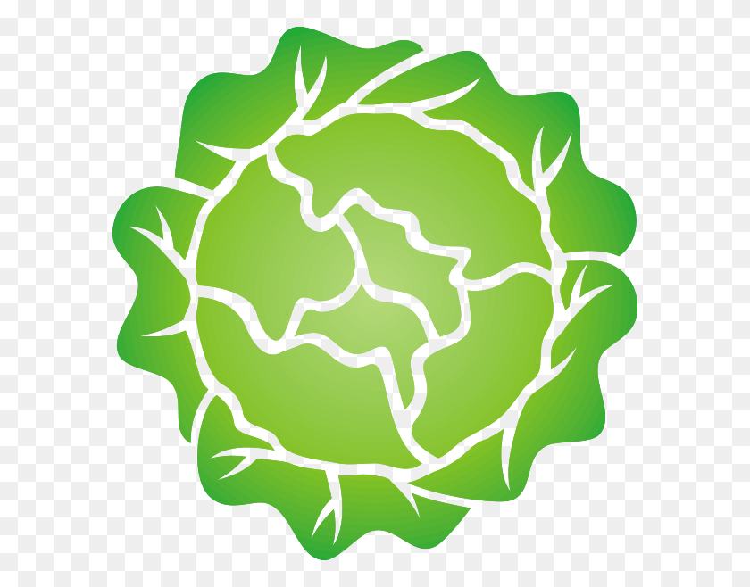 588x598 Head Of Lettuce Clipart Png For Web - Lettuce PNG