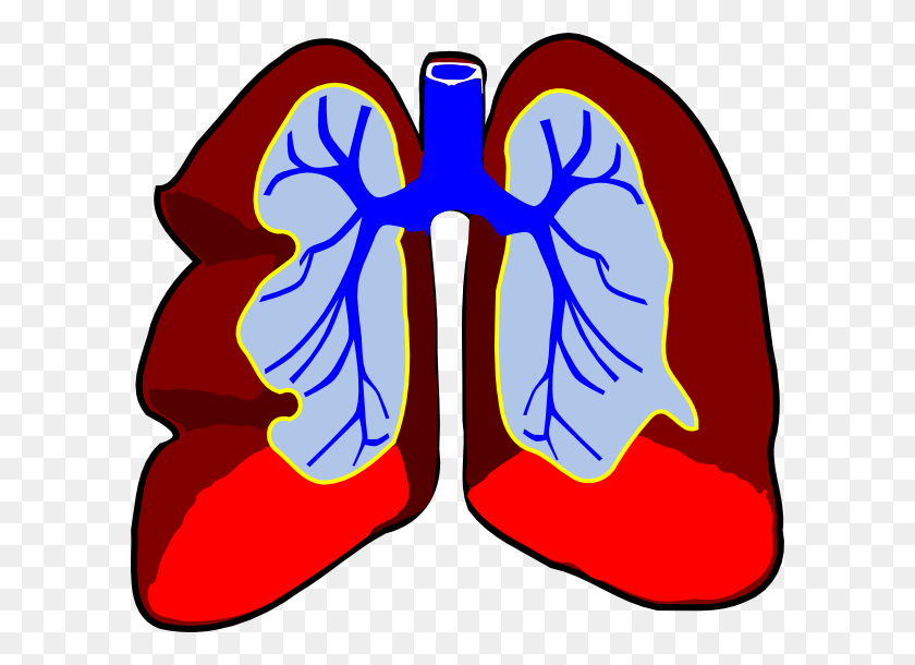 600x550 Healthy Lungs Clip Art - Lungs Clipart