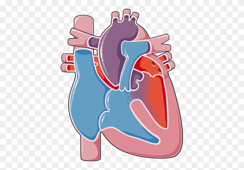 421x527 Heart Archives - Heart Anatomy Clipart