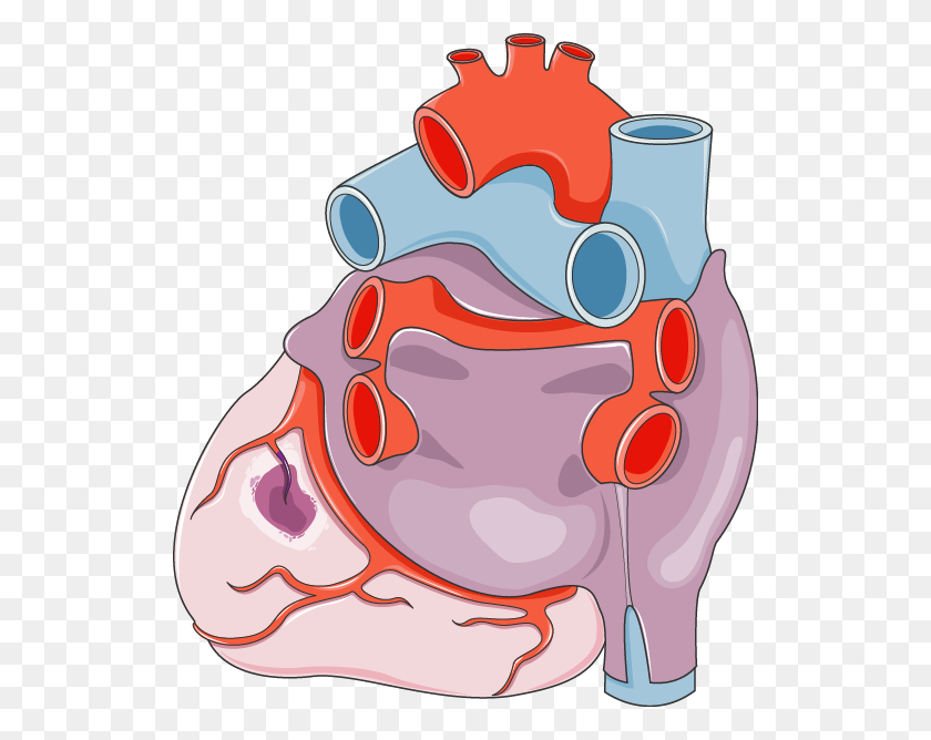 528x608 Heart Archives - Heart Anatomy Clipart