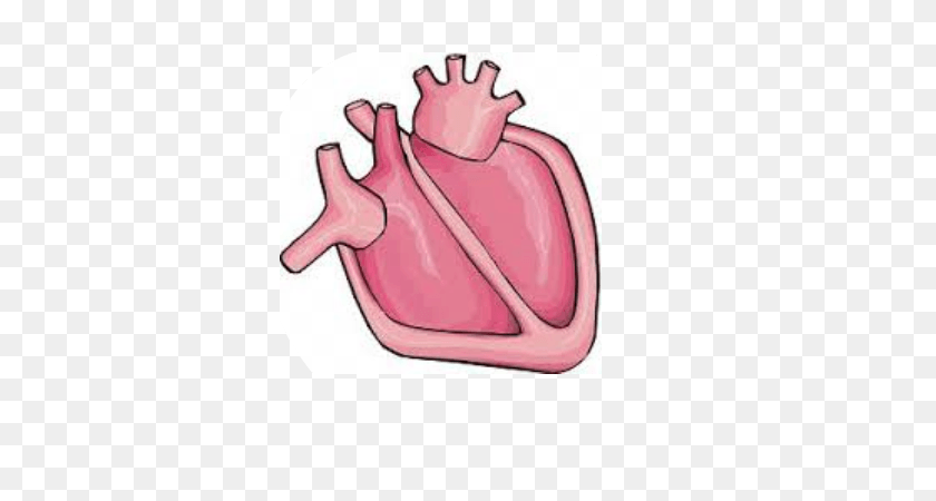 387x390 Heart Body Cliparts - Circulatory System Clipart