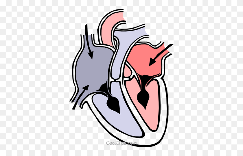 361x480 Heart Chambers Royalty Free Vector Clip Art Illustration - Realistic Heart Clipart