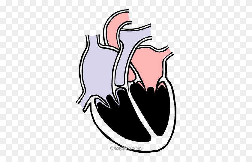 336x480 Heart Chambers Royalty Free Vector Clip Art Illustration - Realistic Heart Clipart
