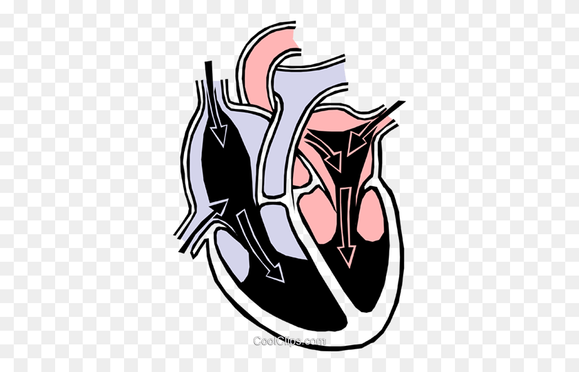 338x480 Cámaras Del Corazón Royalty Free Vector Clipart Illustration - Heart Anatomy Clipart
