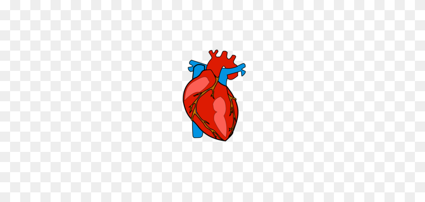 240x339 Диаграмма Сердца Анатомия Человека Рисунок - Анатомия И Физиология Клипарт