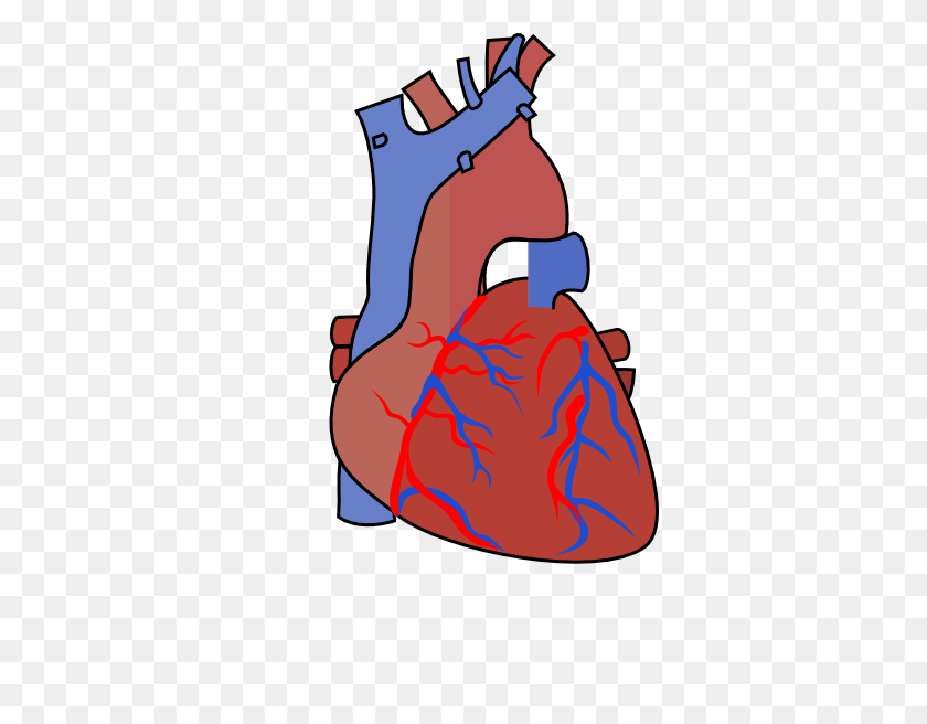 354x596 Heart Diagram Vein Clip Art - Diagram Clipart