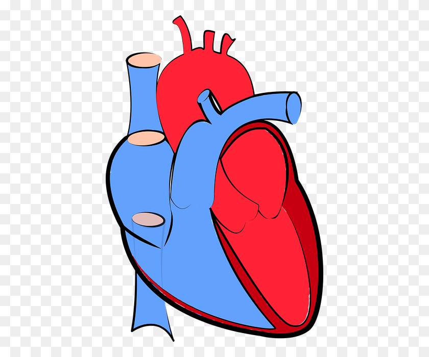 426x640 Heart Failure Background And Pathophysiology Tldr Pharmacy - Real Heart PNG
