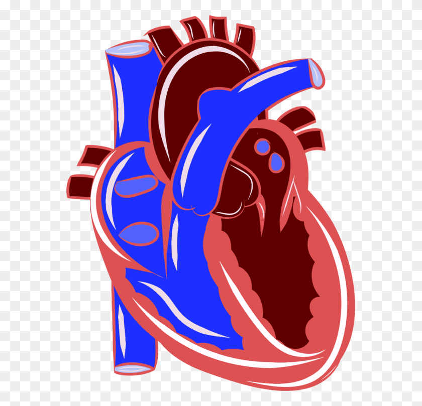 575x749 Сердечная Недостаточность, Сердечно-Сосудистые Заболевания, Фибрилляция Предсердий - Реалистичный Сердечный Клипарт