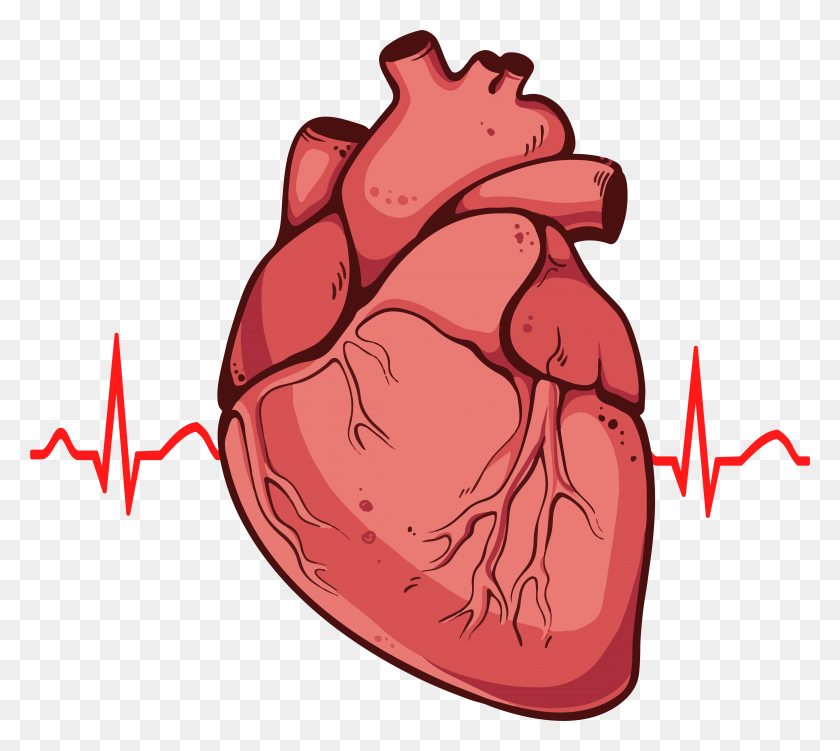 4456x3951 Клипарт Сердца Медицинский - Клипарт Медицинское Сердце