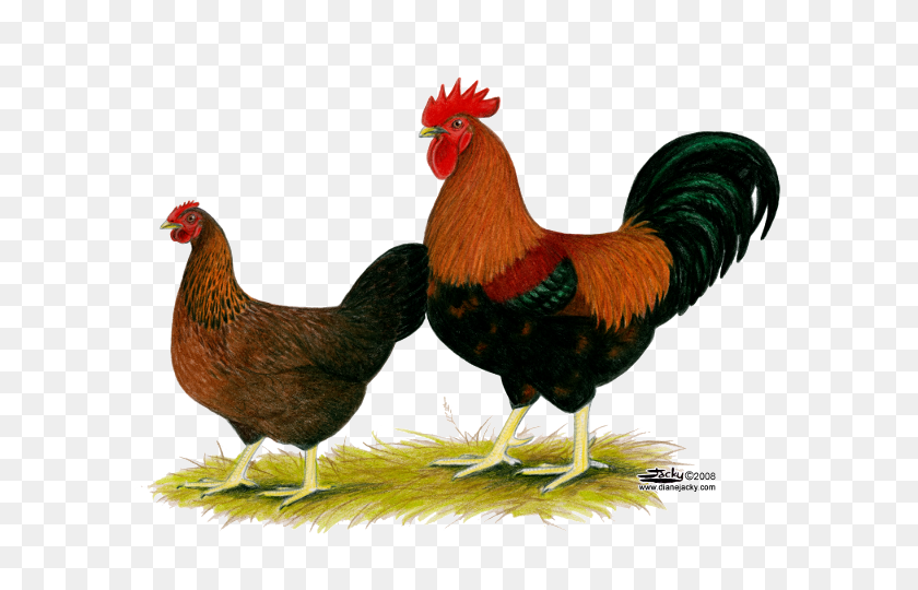 600x480 Hen Png Transparent Images - Chicken PNG