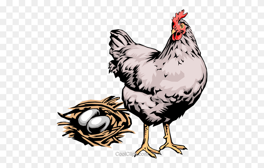 480x476 Hen With Eggs Royalty Free Vector Clip Art Illustration - Chickens PNG