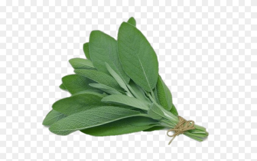700x466 Herb Png Images - Mint Leaves PNG