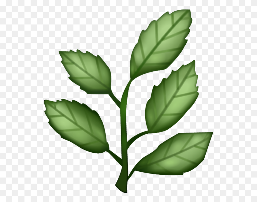 554x600 Herb Png Transparent Images - Mint Leaf PNG