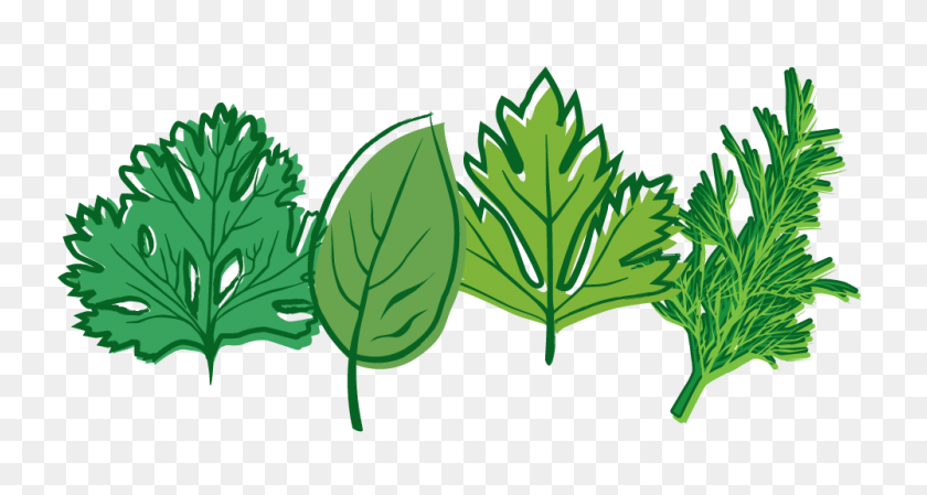 1000x500 Herb Png Transparent Images - Mint Leaves PNG