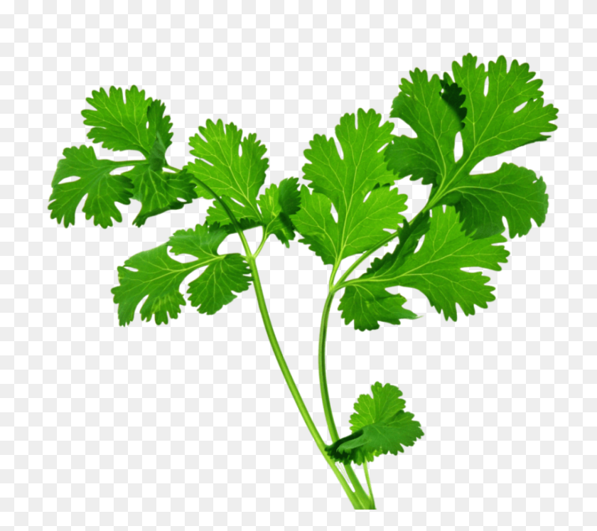 850x749 Herb Transparent Png - Parsley PNG