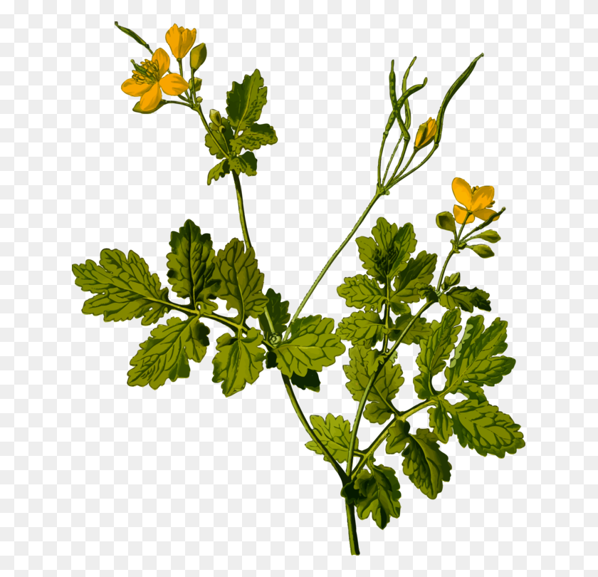 637x750 Herbal Tea Medicinal Plants Flower Parsley - Parsley Clipart