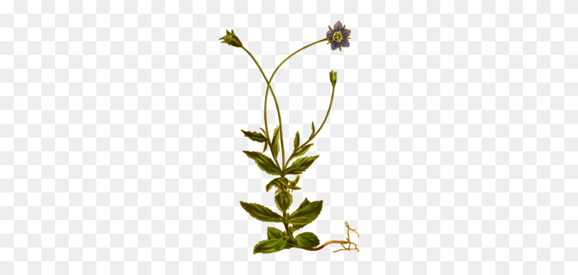 204x340 Herbal Tea Medicinal Plants Flower Parsley - Sage Clipart