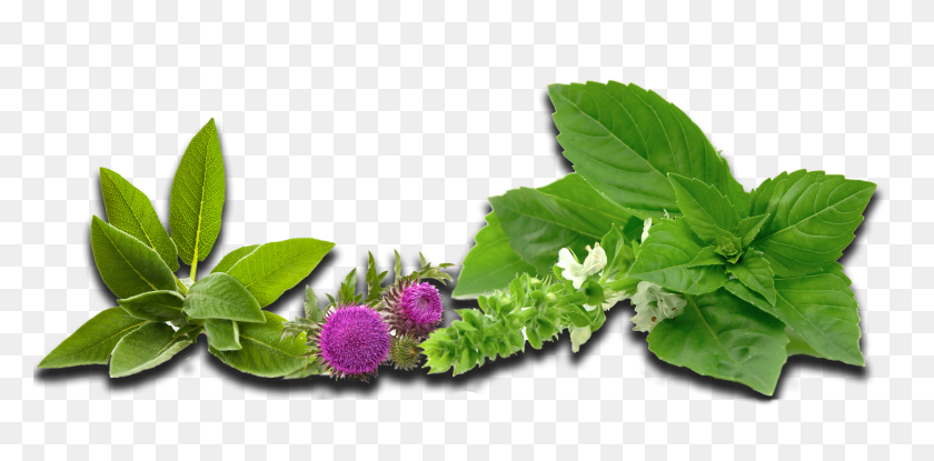 2306x1050 Herbs Curacore - Herbs PNG