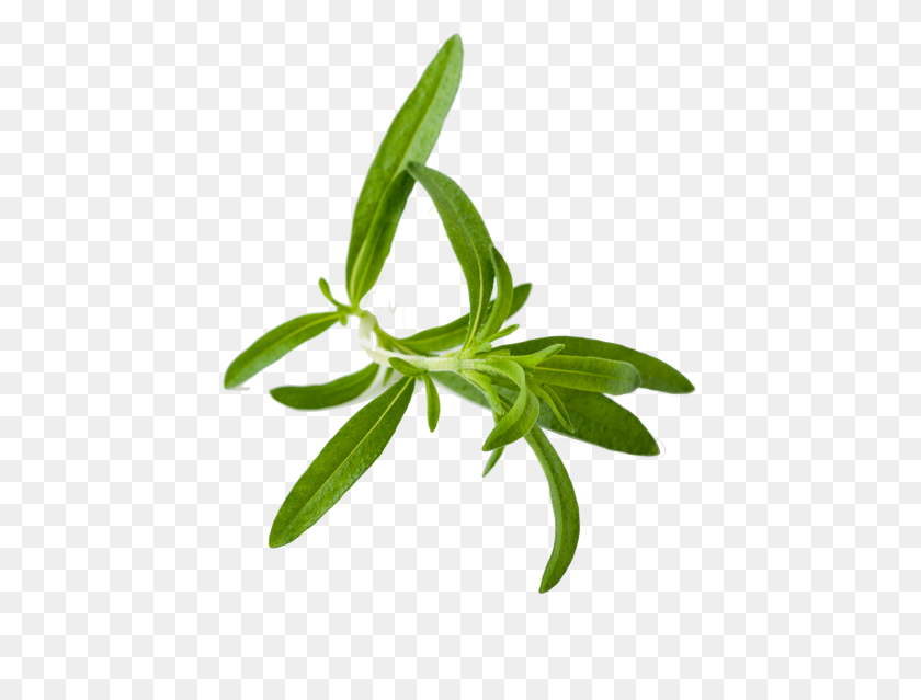 2910x2161 Herbs Hd Png Transparent Herbs Hd Images - Herbs PNG
