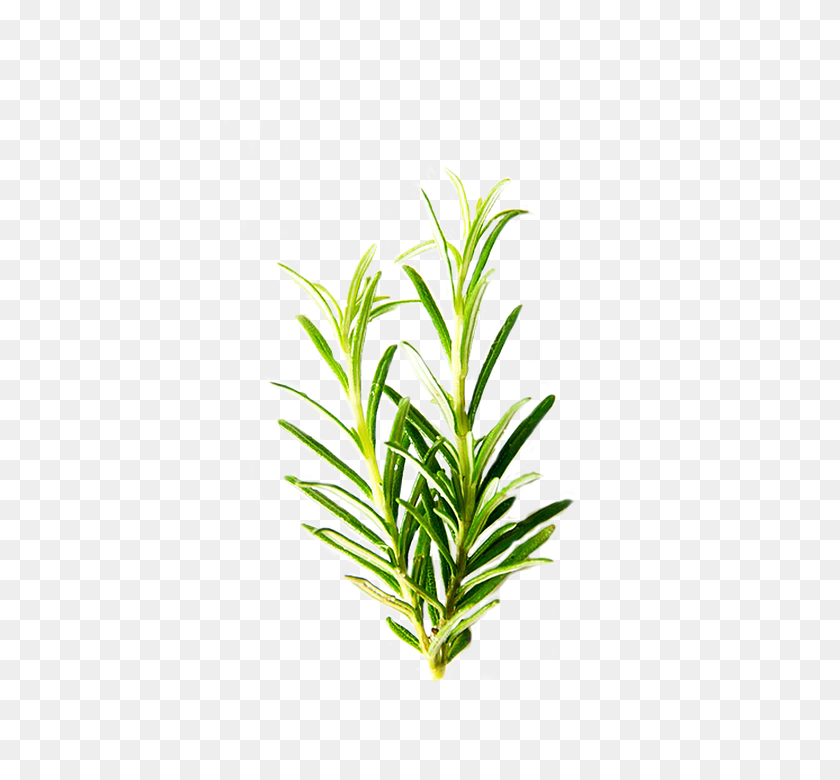 480x720 Herbs Png Transparent Images - Greenery PNG