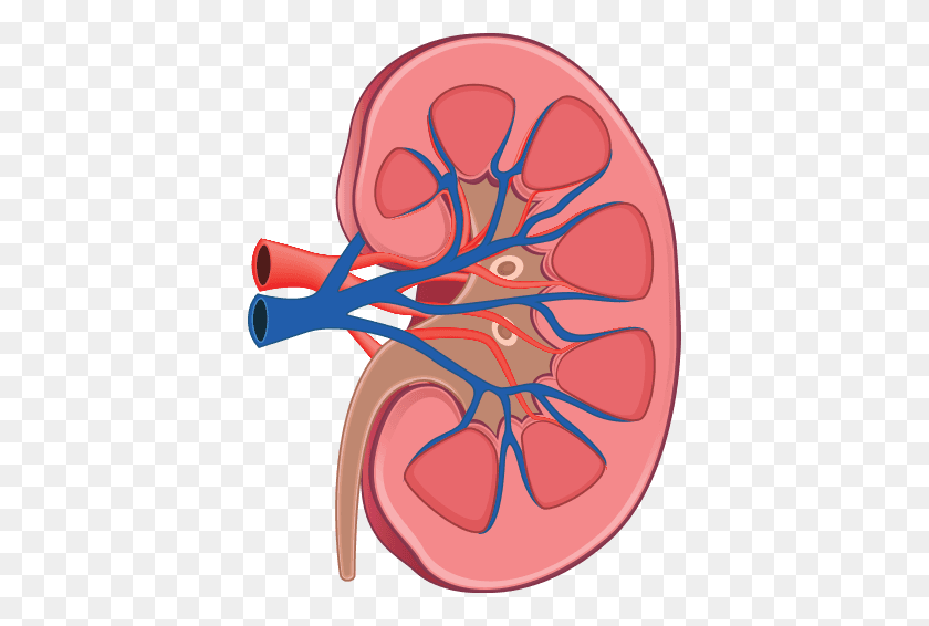 392x506 Hereditary Kidney Disease Treatment Diagnosis Facts You Need - Kidney PNG