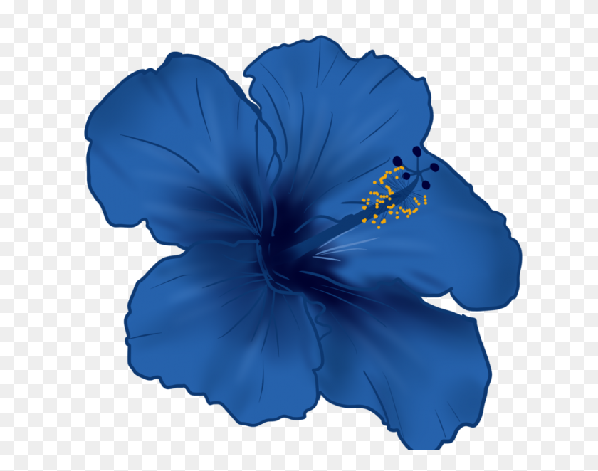 1017x786 Цветок Гибискуса Png - Синий Цветок Png