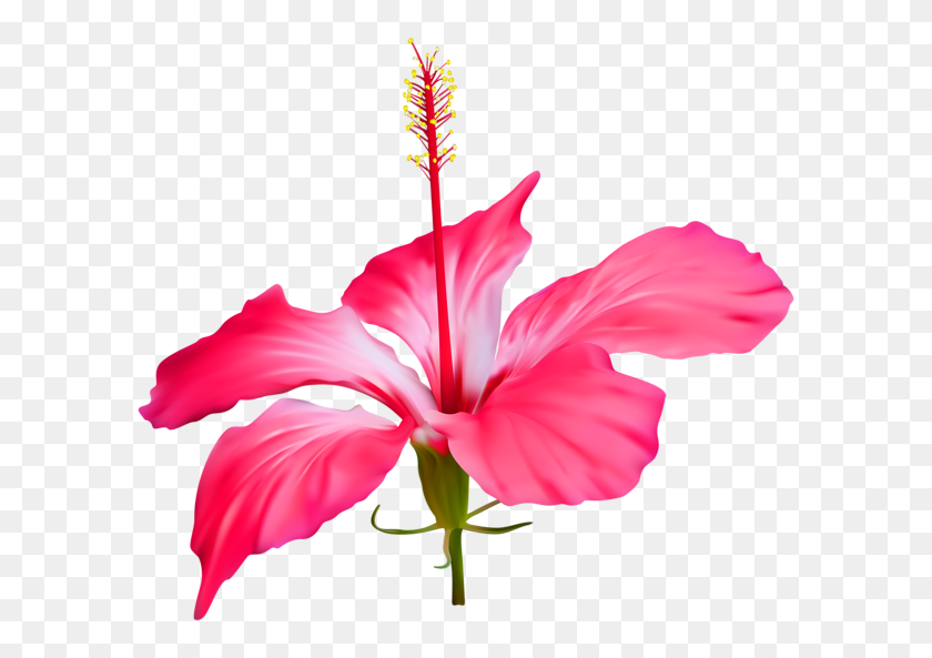 600x533 Hibiscus Flower Transparent Png Clip - Pink Flower Clipart