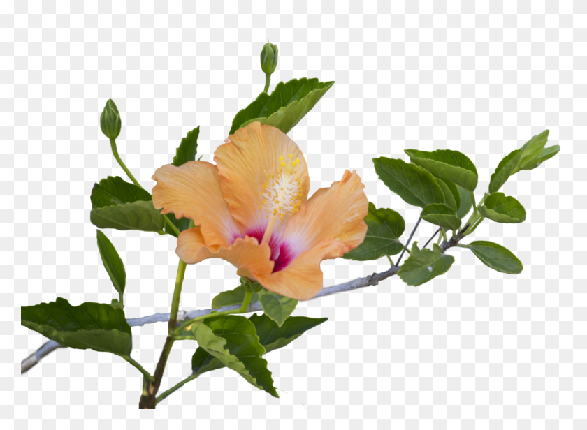 1024x731 Hibiscus Leaf Png Transparent Hibiscus Leaf Images - Tropical Leaves PNG