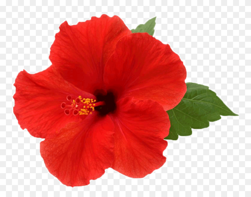 784x604 Hibiscus Png Image - Hibiscus Png