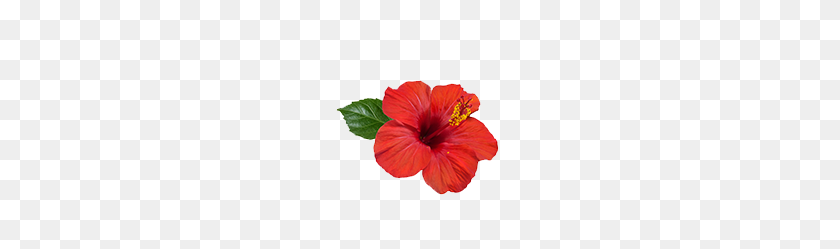 200x189 Flor De Hibisco Rosa Sinensis Beneficios Para El Cabello - Hibisco Png