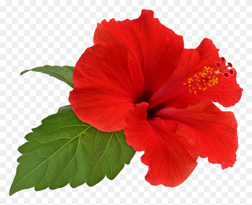 882x706 Hibiscus Transparent Png - Hibiscus Flower PNG