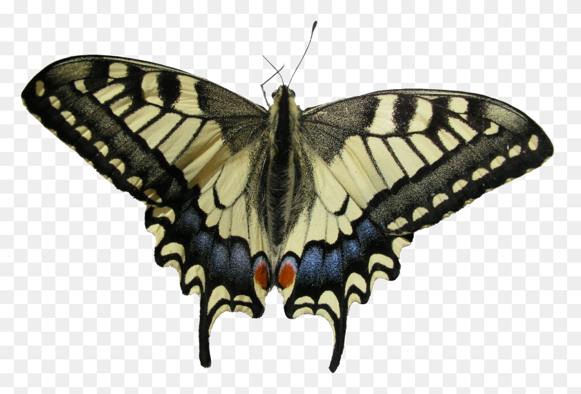 2145x1403 High Quality Butterfly Png - Butterfly PNG