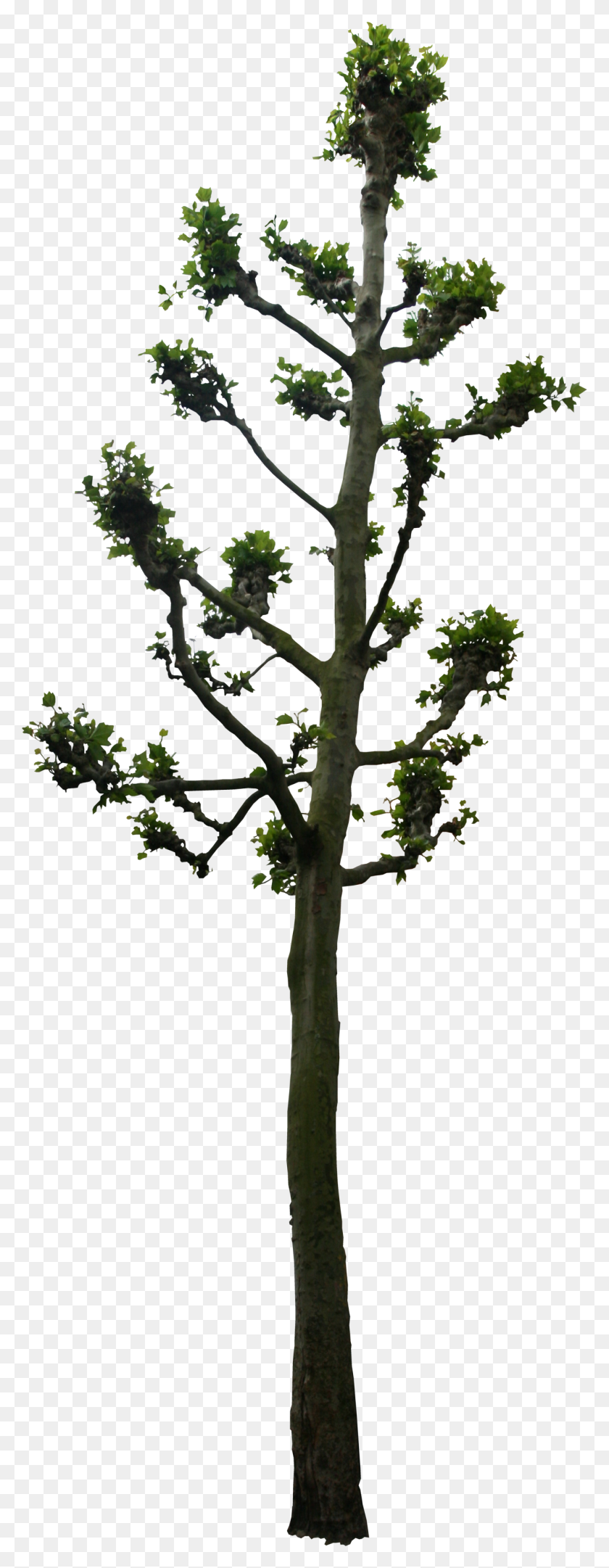1268x3418 High Quality Flora Png Textures High Quality Textures - Bonsai Tree PNG