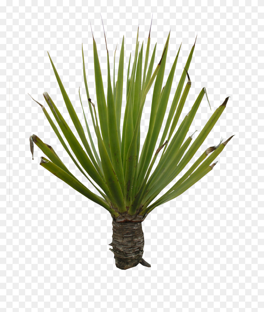 1920x2299 High Quality Plant Png - Plant PNG