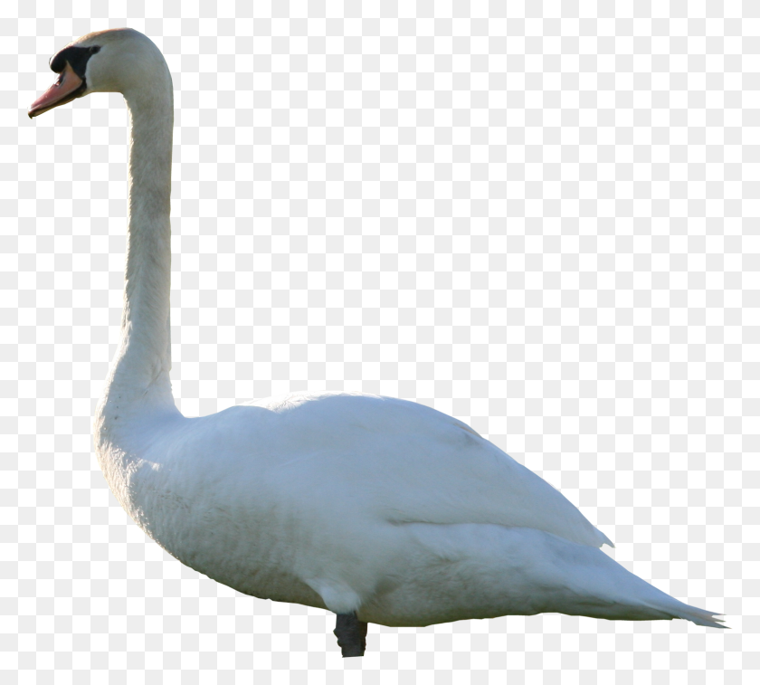 1566x1401 High Quality Swan Png Texture - Water Texture PNG