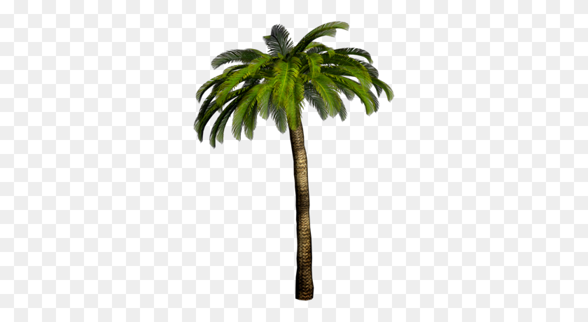 288x400 High Resolution Palm Tree Png Clipart - Sky Background PNG