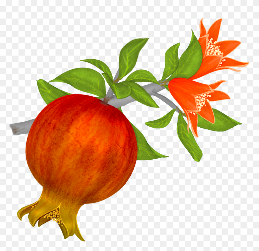 1439x1390 High Resolution Pomegranate Png Clipart - Pomegranate PNG