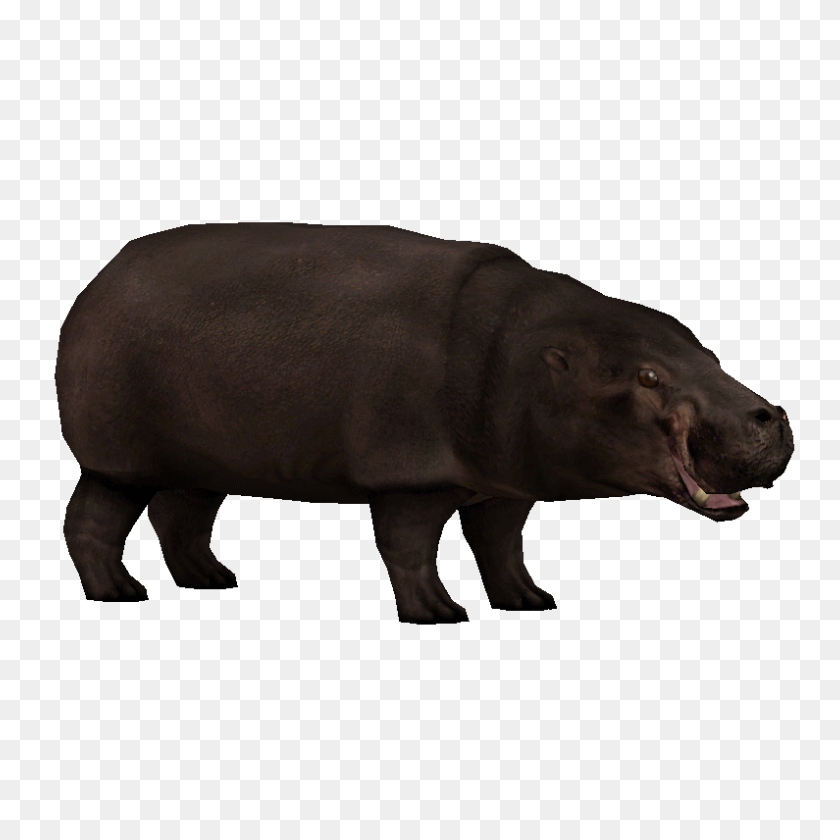 795x795 Hipopótamo Png