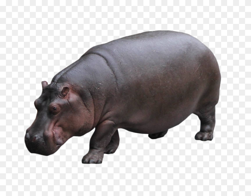 1600x1223 Hippo Standing Png Image - Hippo PNG