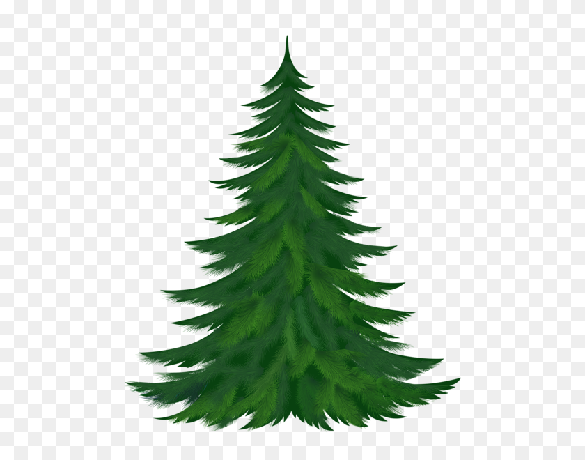 509x600 Hobby Christmas - Evergreen Tree PNG
