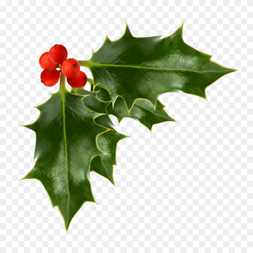 1000x1000 Holly Berries Transparent Background - Berries PNG