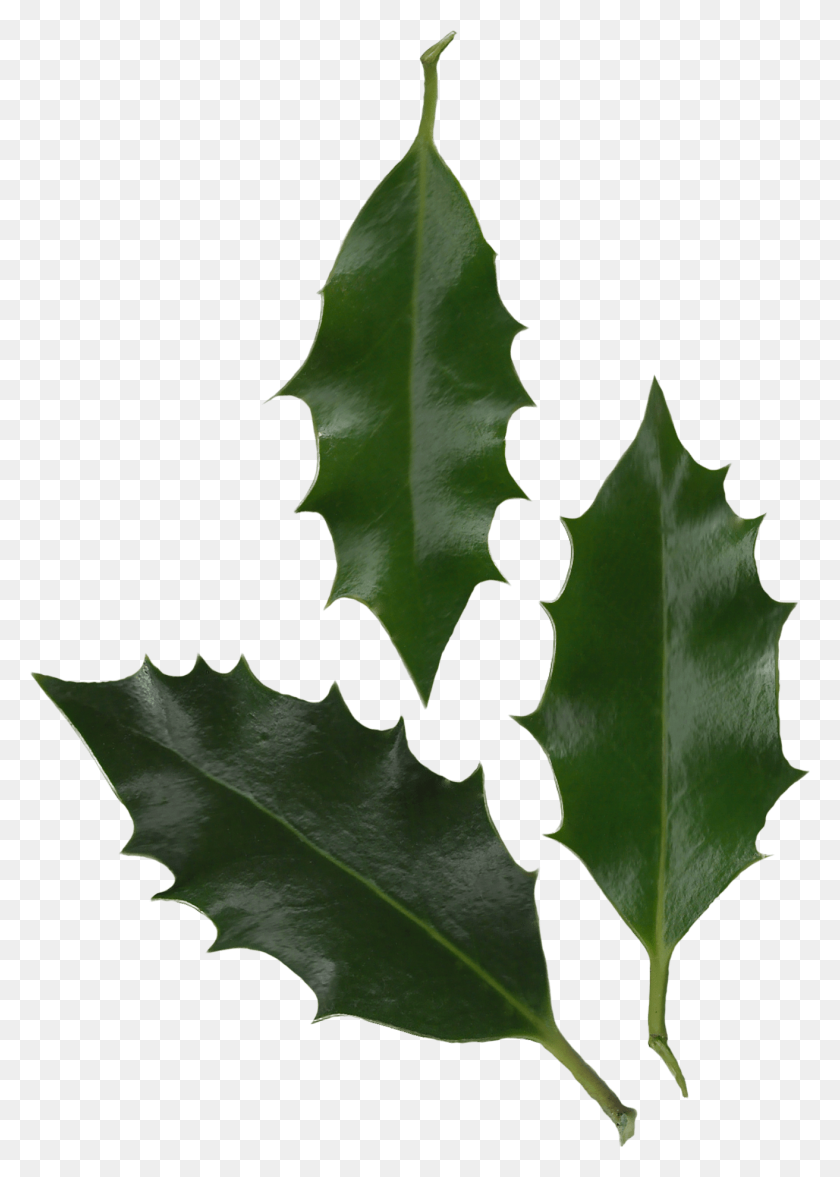 1312x1879 Holly Leaves Photo Transparent Png Image - Holly Leaves PNG
