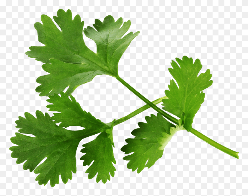 1650x1279 Home - Parsley PNG