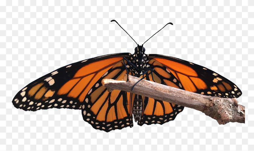 1280x725 Home - Monarch Butterfly PNG