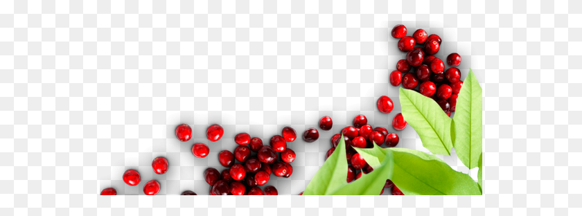 552x252 Home Cranberry Marketing Committee - Cranberry PNG